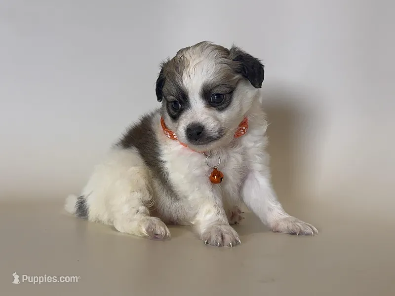 Cute Malti-Poo 🐶 – Maltipoo, Shihpoo puppy for sale in Garden Grove, CA