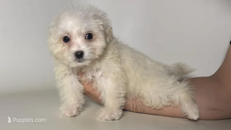 White Malti-Poo 🐶 – Maltipoo, Poodle - Toy  puppy for sale in Garden Grove, CA