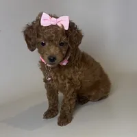 RED TOY POODLE 🐩❤️, a female Poodle - Toy  for sale in Garden Grove, CA – 1 of 2