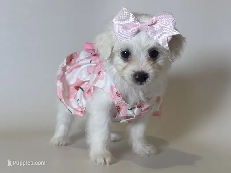 Tiny Malti-Poo 💗 – Maltipoo, Poodle - Toy  puppy for sale in Garden Grove, CA