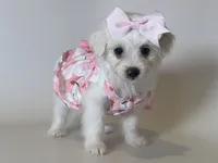 Tiny Malti-Poo 💗, a female Maltipoo and Poodle - Toy  for sale in Garden Grove, CA – 1 of 1
