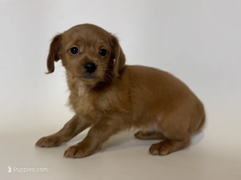 🌼 DIXIE 🌼 – Doxiepoo, Miniature Dachshund puppy for sale in Garden Grove, CA