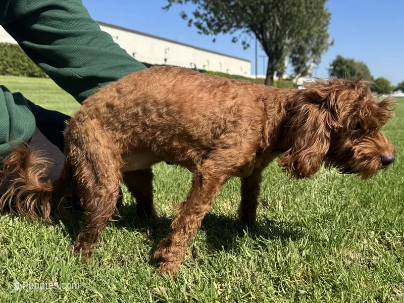 9mo Female Mini Goldendoodle  – Poodle - Toy , Miniature Goldendoodle puppy for sale in Garden Grove, CA