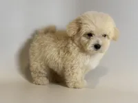 Super Fluffy Malti-Poo, a male Maltipoo and Poodle - Toy  for sale in Garden Grove, CA – 2 of 2