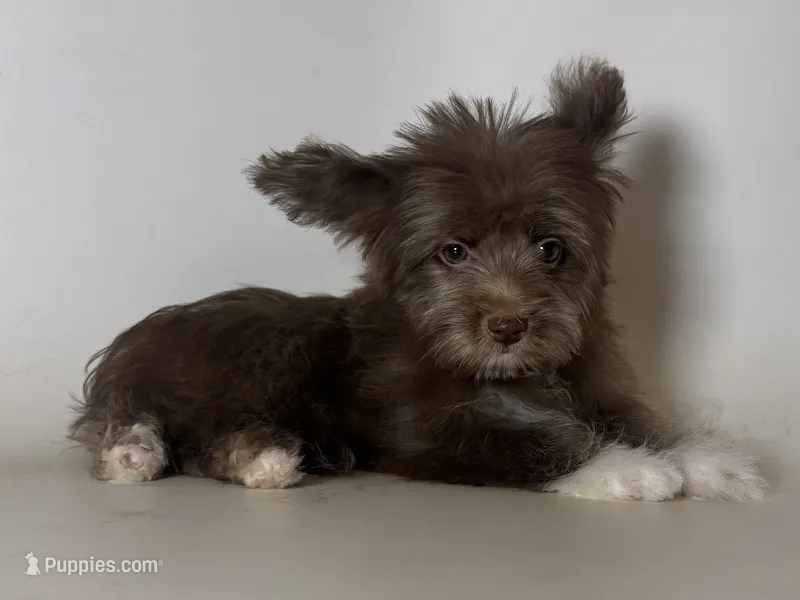 Male Morkie – Maltipoo, Morkie puppy for sale in Garden Grove, CA
