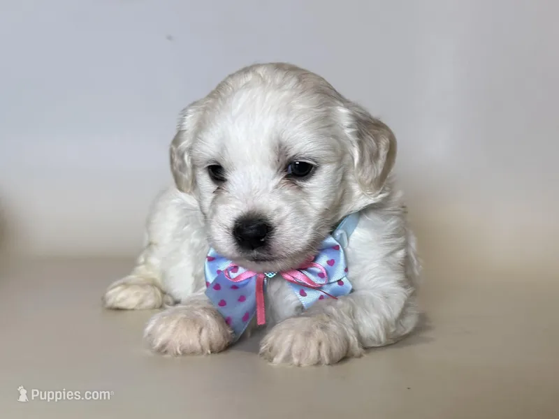 White Male Puppy  – Maltipoo, Poodle - Toy  puppy for sale in Garden Grove, CA