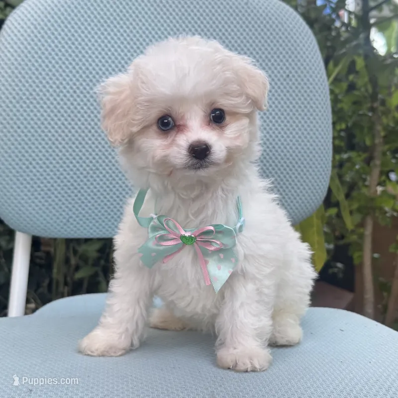 TINY Malti Poo Cutie  – Maltipoo, Poodle - Toy  puppy for sale in Garden Grove, CA