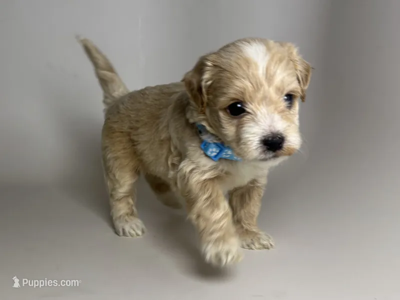 Perfect TCUP Malti-poo – Maltipoo, Maltese puppy for sale in Garden Grove, CA