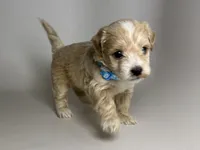 Perfect TCUP Malti-poo, a male Maltipoo and Maltese for sale in Garden Grove, CA – 1 of 2