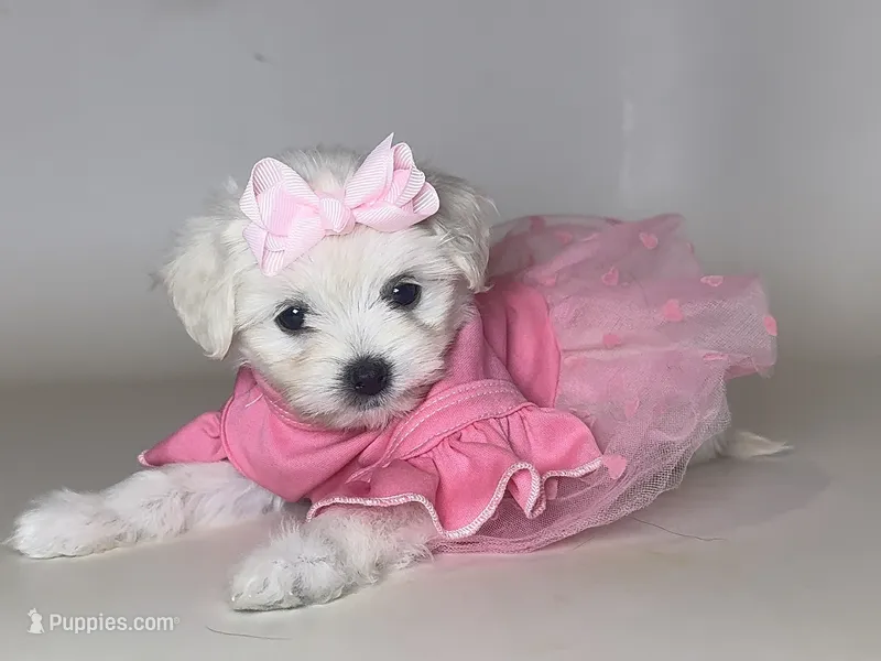 ❤️ Baby Malti-poo ❤️ – Maltipoo, Poodle - Toy  puppy for sale in Garden Grove, CA