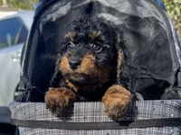Toy Bernedoodle , a male Poodle - Miniature  and Miniature Bernedoodle for sale in Garden Grove, CA – Photo 1 of 2