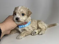 XS Teacup Maltipoo , a male Maltipoo and Poodle - Toy  for sale in Garden Grove, CA – 1 of 2