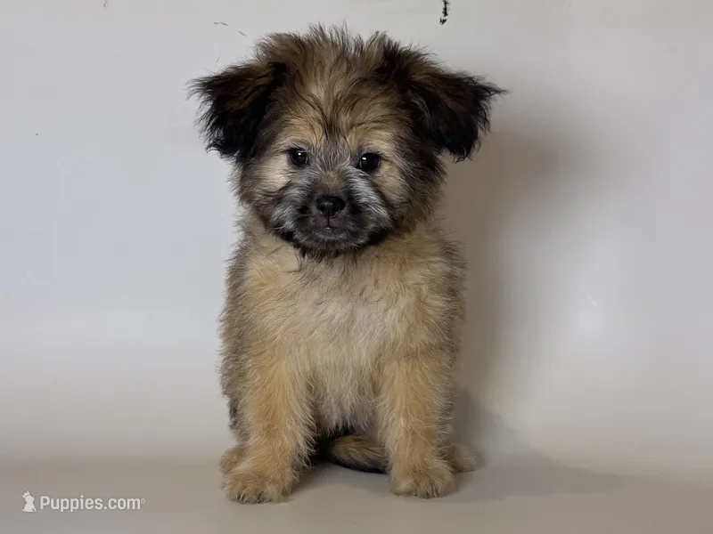 Shorkie Mix ❤️🐾 – Maltipoo, Shorkie puppy for sale in Garden Grove, CA