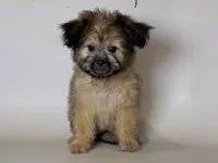 Shorkie Mix ❤️🐾, a female Maltipoo and Shorkie for sale in Garden Grove, CA – 1 of 1