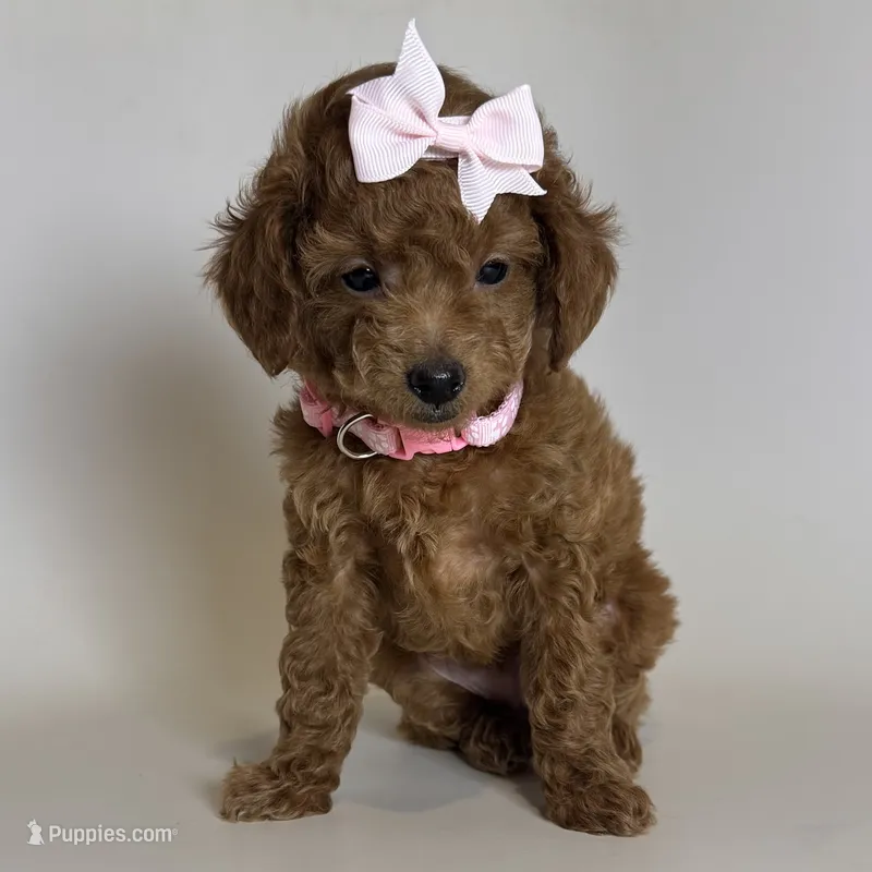 Red Poodle Puppy 🐶  – Poodle - Toy , Poodle - Miniature  puppy for sale in Garden Grove, CA