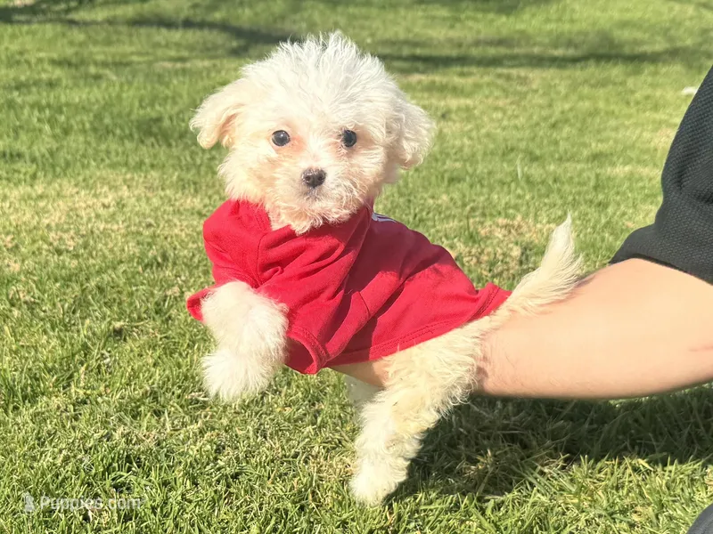Maltipoo Mix 🐶, a male Maltipoo and Poodle - Toy  for sale in Garden Grove, CA – Photo 1 of 1