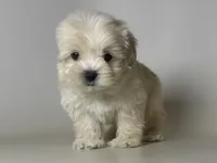 💕💗 Perfect Teacup 🌈🌞💕, a female Maltipoo and Poodle - Toy  for sale in Garden Grove, CA – 1 of 1