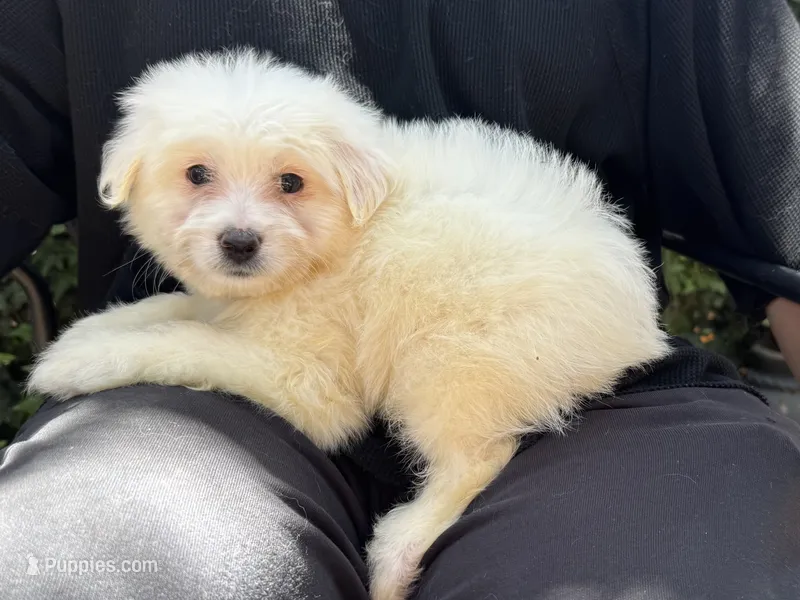 Healthy Malti-Poo – Maltipoo, Poodle - Toy  puppy for sale in Garden Grove, CA