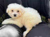 Healthy Malti-Poo, a male Maltipoo and Poodle - Toy  for sale in Garden Grove, CA – 1 of 1