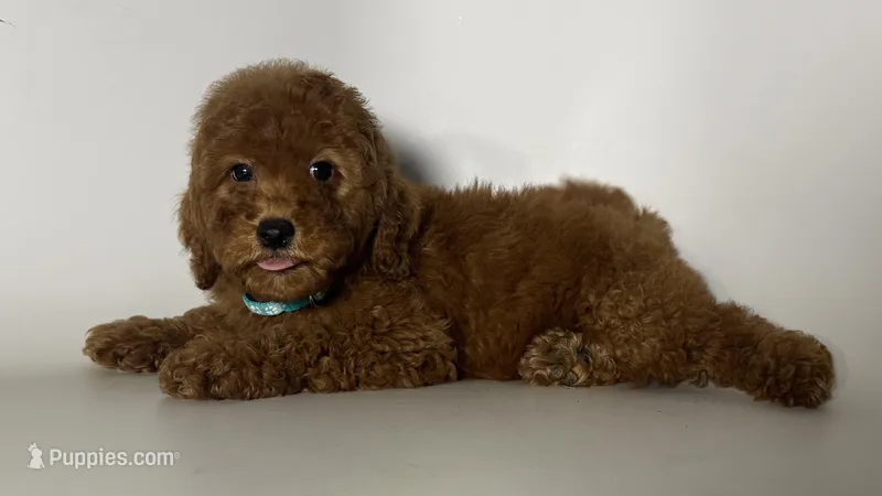 RUSTY – Goldendoodle, Miniature Goldendoodle puppy for sale in Garden Grove, CA