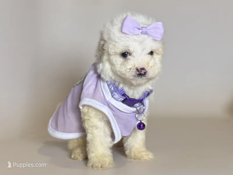 TCUP Baby 🐶 – Maltipoo, Maltese puppy for sale in Garden Grove, CA