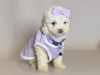 TCUP Baby 🐶, a female Maltipoo and Maltese for sale in Garden Grove, CA – Photo 1 of 2