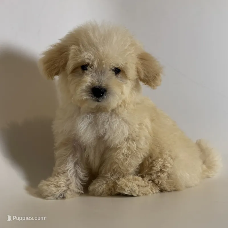 Plushie Fluffy Puppy 🐶  – Maltipoo, Poodle - Toy  puppy for sale in Garden Grove, CA