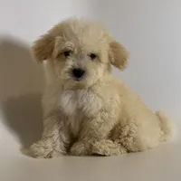 Plushie Fluffy Puppy 🐶 , a male Maltipoo and Poodle - Toy  for sale in Garden Grove, CA – 1 of 2