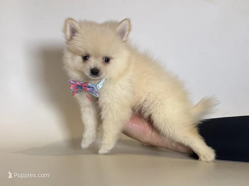 XS Pomeranian  – Pomeranian puppy for sale in Garden Grove, CA