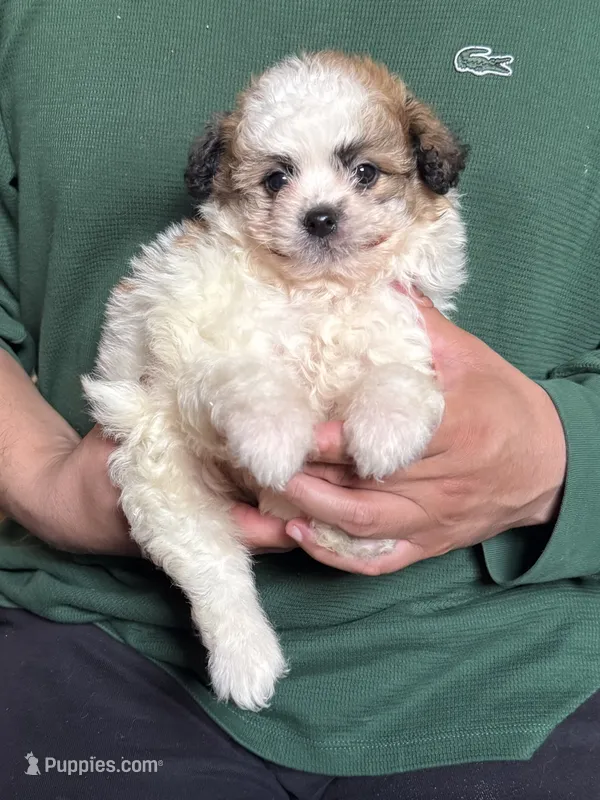 Teacup Malti-Poo 💙 – Maltipoo, Shihpoo puppy for sale in Garden Grove, CA