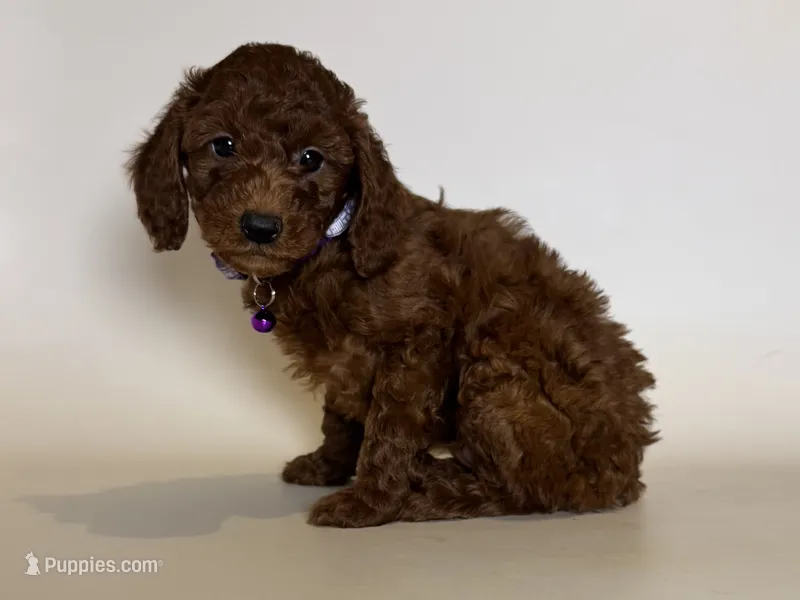Female Toy Poodle  – Poodle - Toy , Poodle - Miniature  puppy for sale in Garden Grove, CA