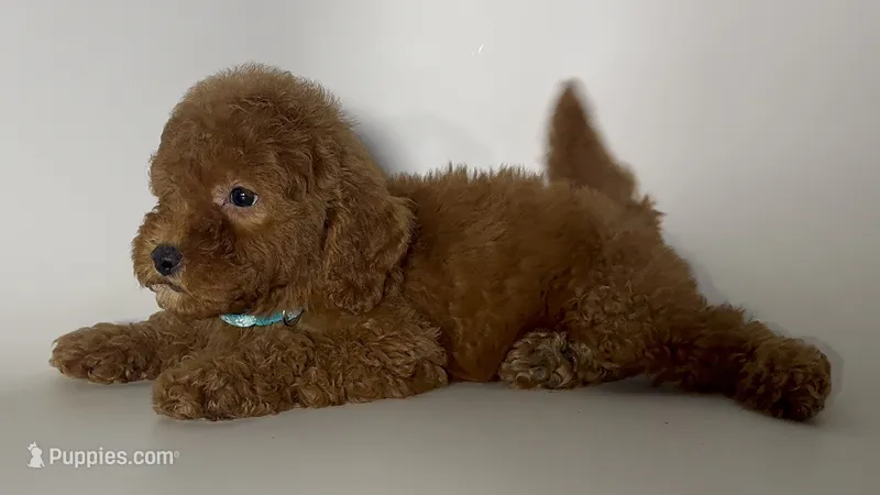 Red Teddy Goldendoodle – Poodle - Miniature , Miniature Goldendoodle puppy for sale in Garden Grove, CA
