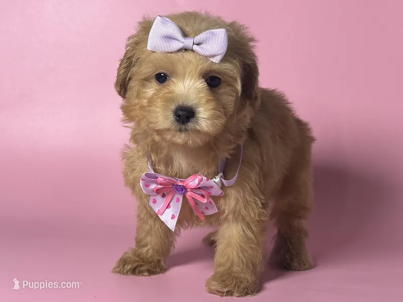 STUNNING Maltipoo 😍