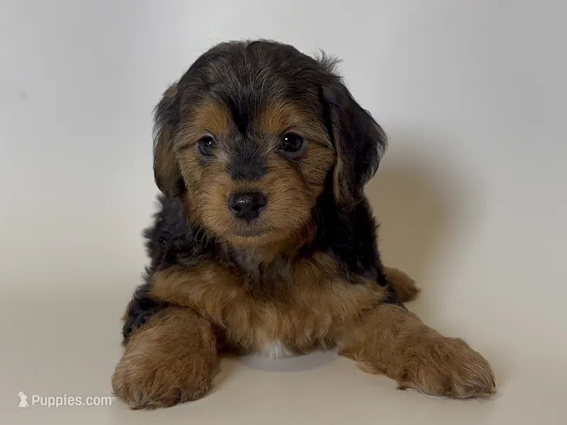 Male Yorkie Puppy 🐶  – Yorkshire Terrier puppy for sale in Garden Grove, CA