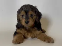 Male Yorkie Puppy 🐶 , a male Yorkshire Terrier for sale in Garden Grove, CA – 1 of 1