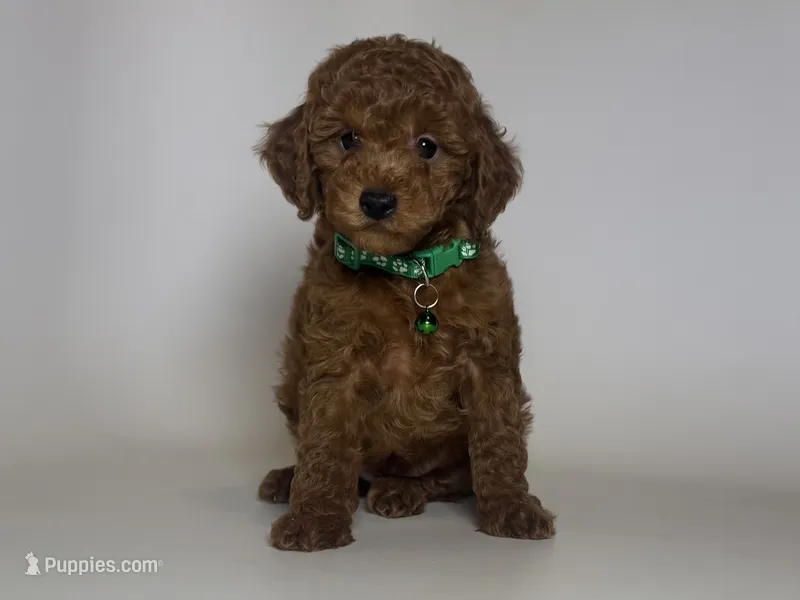 TINY Toy Poodle Male – Poodle - Toy  puppy for sale in Garden Grove, CA