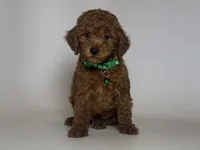 TINY Toy Poodle Male, a male Poodle - Toy  for sale in Garden Grove, CA – 1 of 2