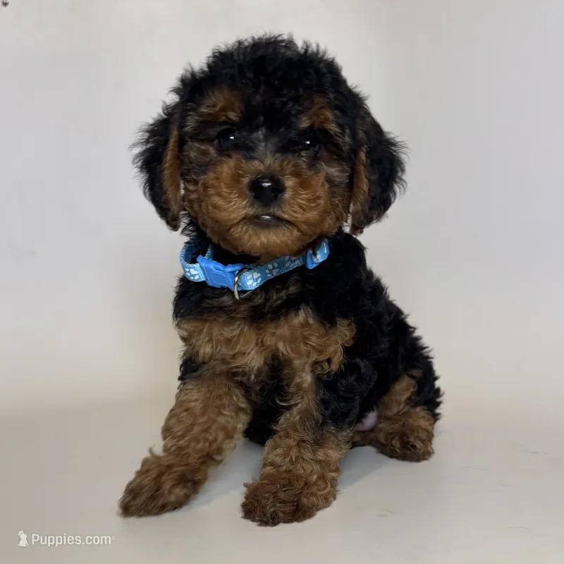 Male Yorkipoo Mix – Yorkipoo, Mal Shi puppy for sale in Garden Grove, CA