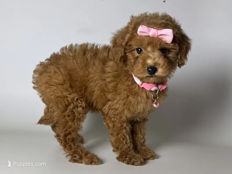 Red Poodle  – Poodle - Toy  puppy for sale in Garden Grove, CA