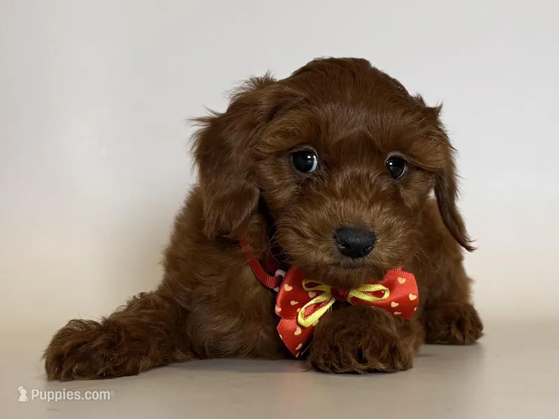 Mini Goldendoodle  – Goldendoodle, Miniature Goldendoodle puppy for sale in Garden Grove, CA