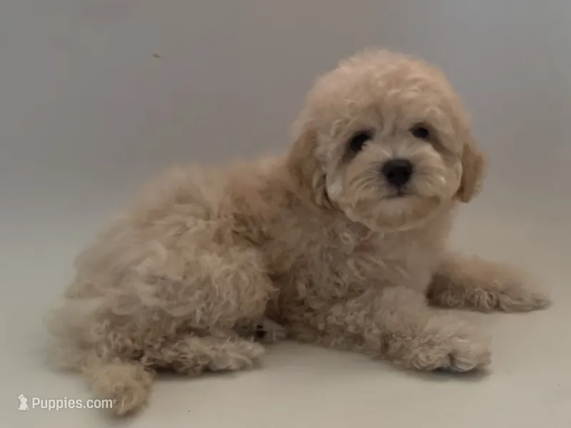 TeddyBear Puppy – Poodle - Toy , Miniature Labradoodle puppy for sale in Garden Grove, CA