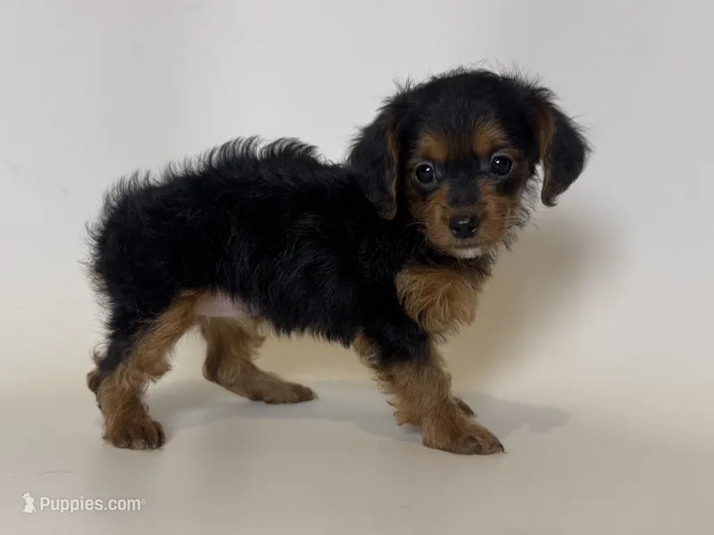🌸 WINNIE 🌸 – Doxiepoo, Miniature Dachshund puppy for sale in Garden Grove, CA