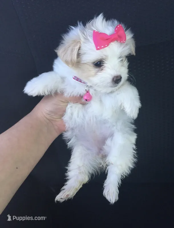 Malti-Poodle – Maltipoo, Maltese puppy for sale in Garden Grove, CA
