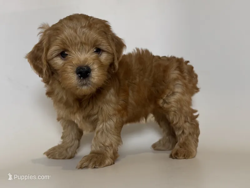 🧸 TEDDY 🧸 – Maltipoo, Poodle - Toy  puppy for sale in Garden Grove, CA