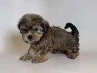 🐾 Male Yorkipoo Mix 🐾, a male Yorkipoo and Mal Shi for sale in Garden Grove, CA – 2 of 2