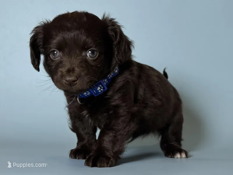 🤎 Maltipoo Mix 🤎 – Maltipoo, Chiweenie puppy for sale in Garden Grove, CA