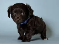 🤎 Maltipoo Mix 🤎, a male Maltipoo and Chiweenie for sale in Garden Grove, CA – 1 of 1