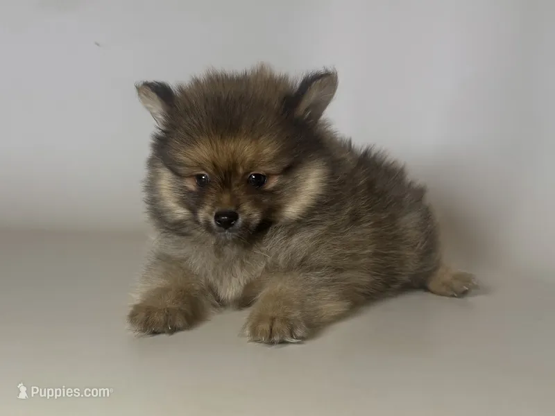 Teacup Pomeranian  – Pomeranian puppy for sale in Garden Grove, CA