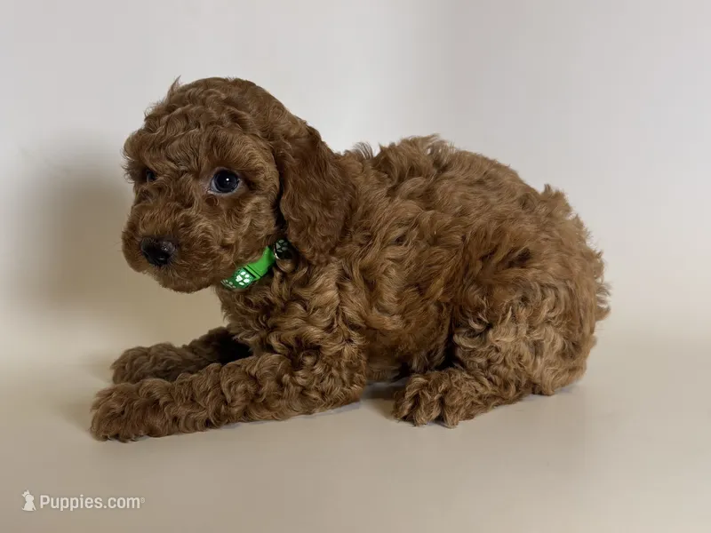 💕Toy Poodle Puppy 🧸 💕 – Poodle - Toy , Poodle - Miniature  puppy for sale in Garden Grove, CA