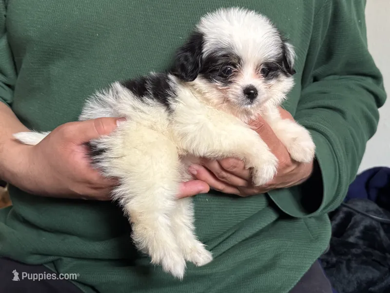 Beautiful Puppy – Maltipoo, Shihpoo puppy for sale in Garden Grove, CA